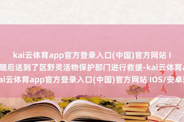 kai云体育app官方登录入口(中国)官方网站 IOS/安卓通用版/手机版随后送到了区野灵活物保护部门进行救援-kai云体育app官方登录入口(中国)官方网站 IOS/安卓通用版/手机版